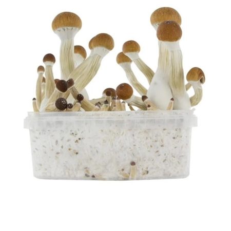 mushroom golden teacher grow kit